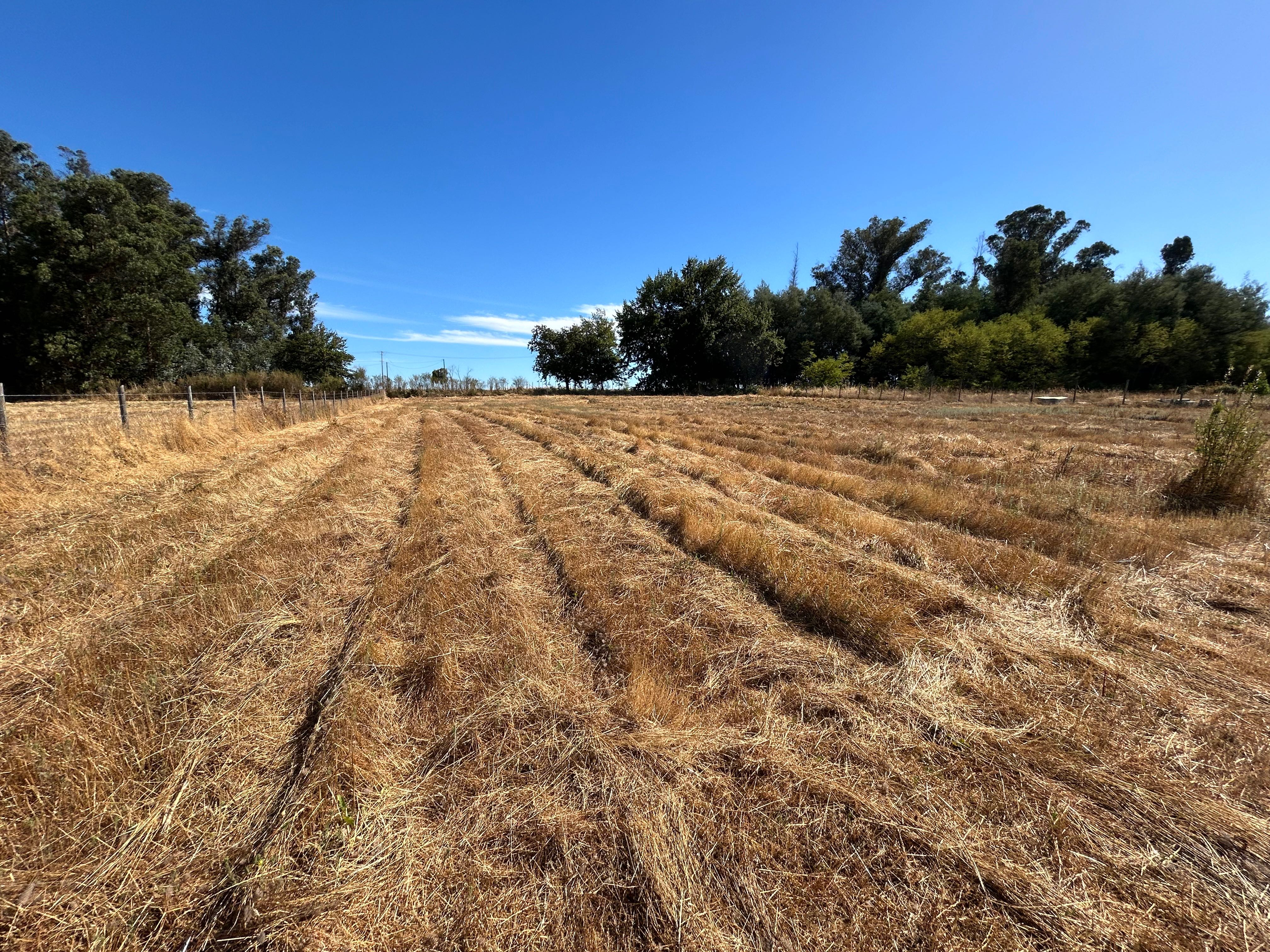 Venta Parcela Chillán - Ñuble