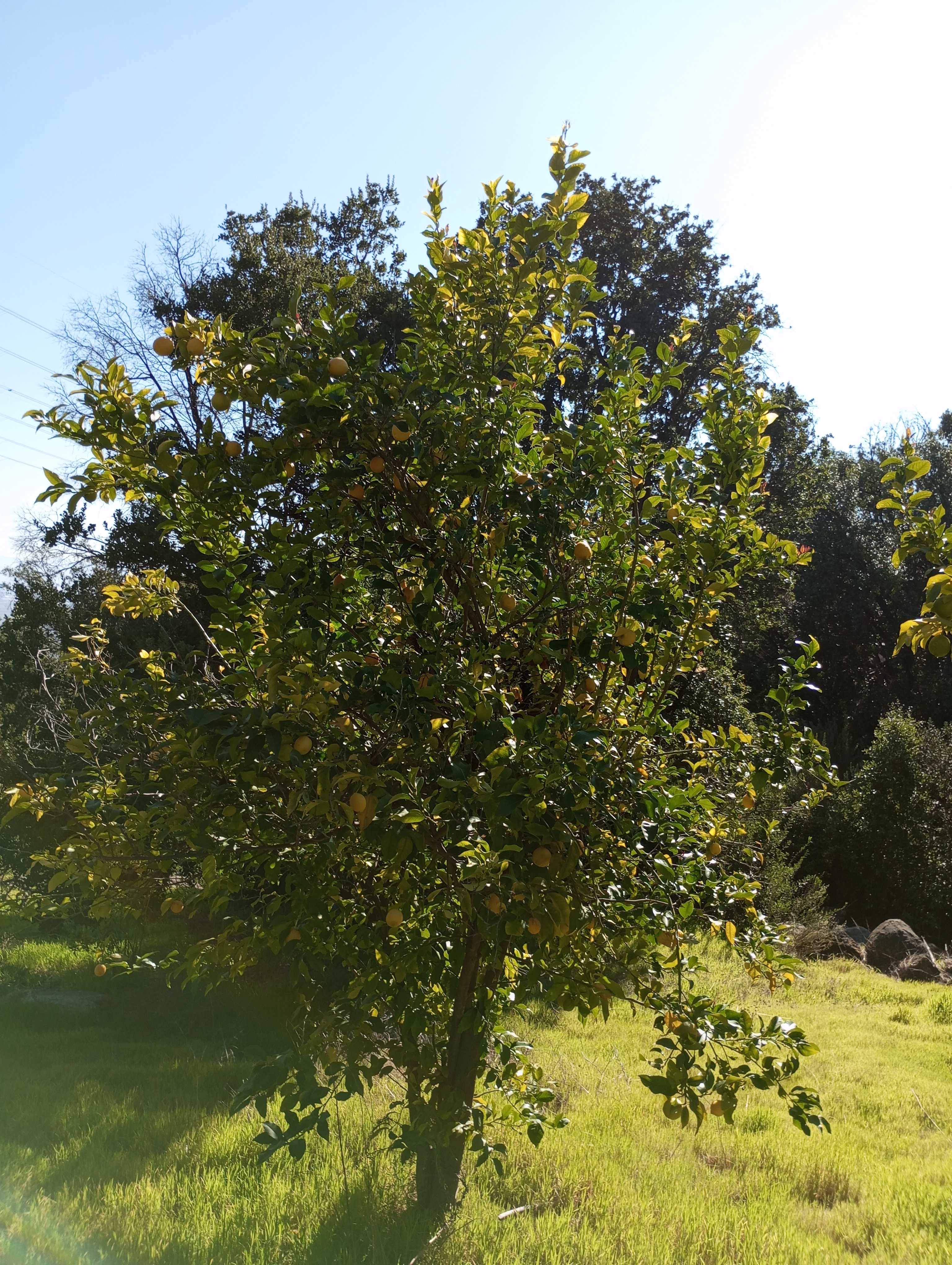 Venta Parcela Paine - Región Metropolitana