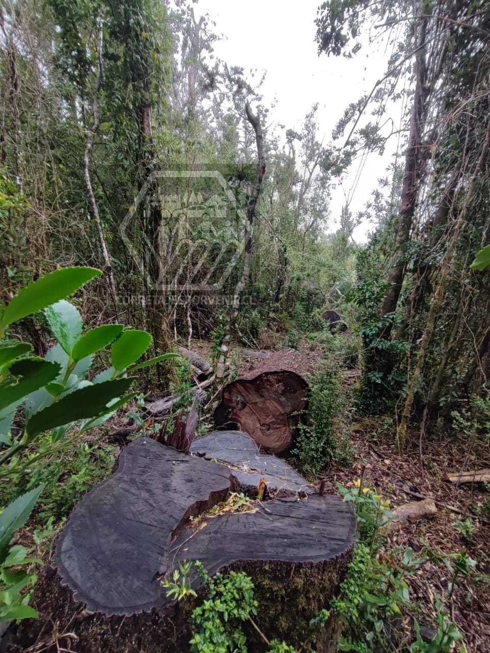 Venta Terreno Saavedra - La Araucanía