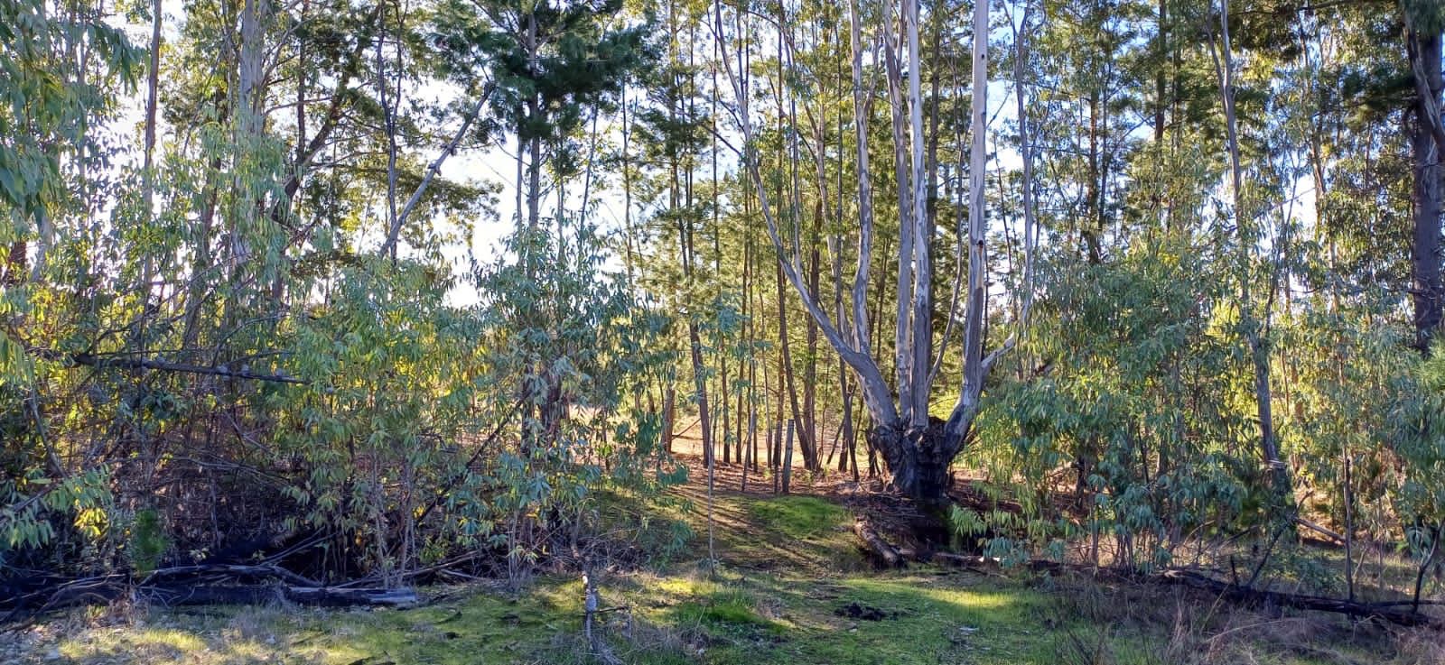 Venta Parcela Cauquenes - Maule