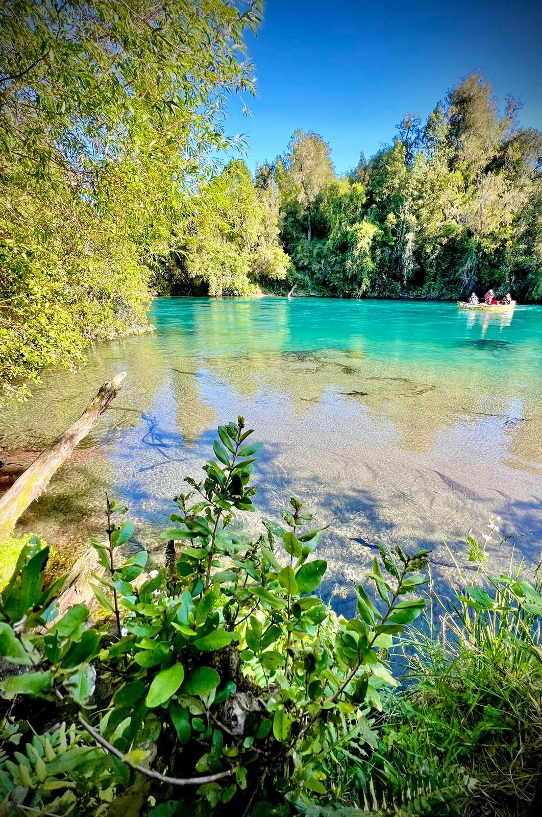Venta Parcela Puyehue - Los Lagos