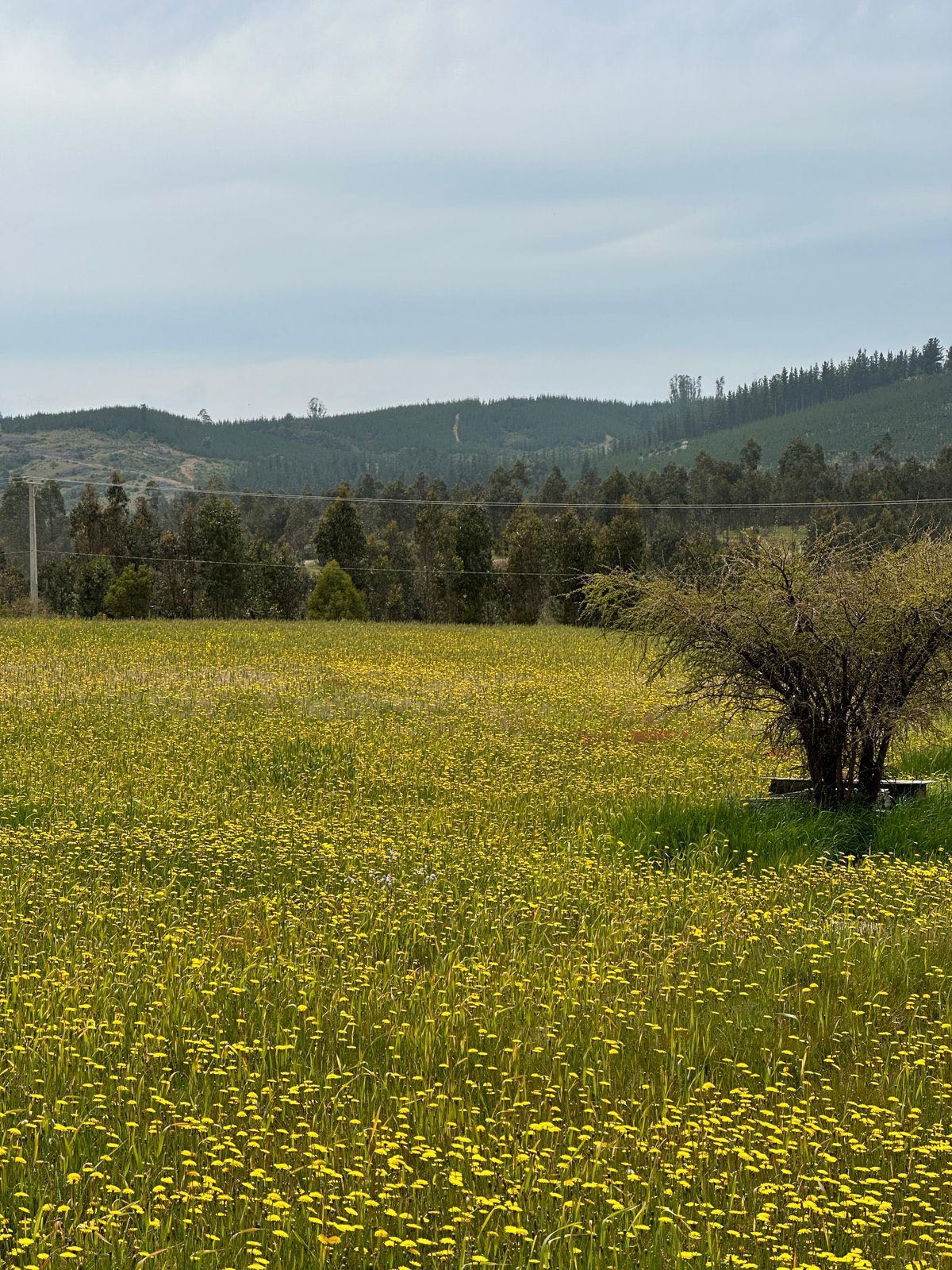 Venta Parcela Vichuquén - Maule