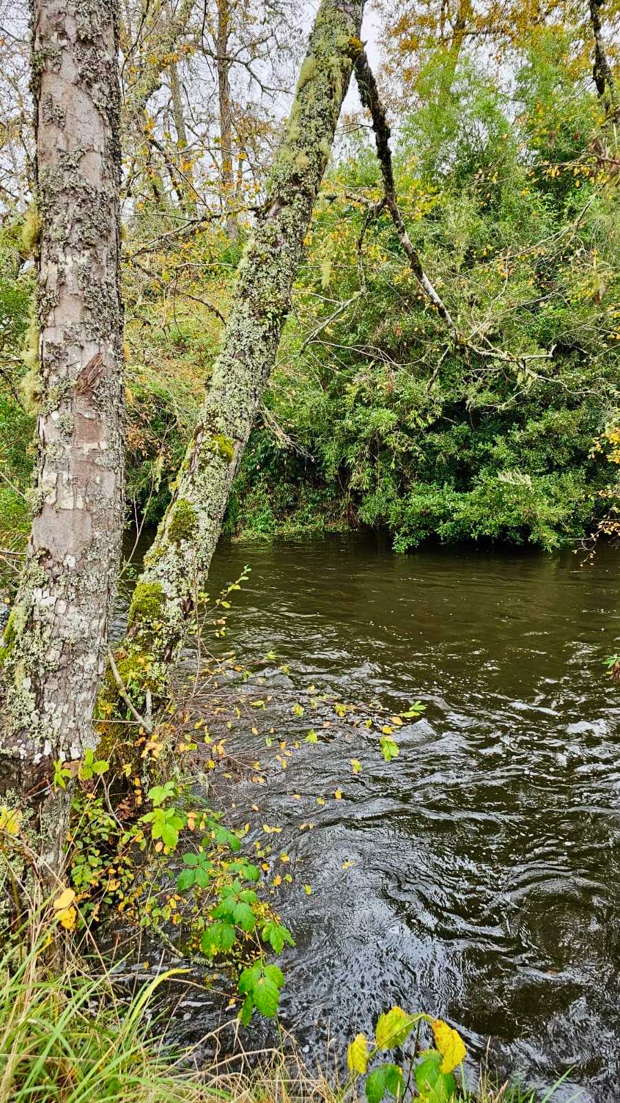 Venta Parcela Frutillar - Los Lagos