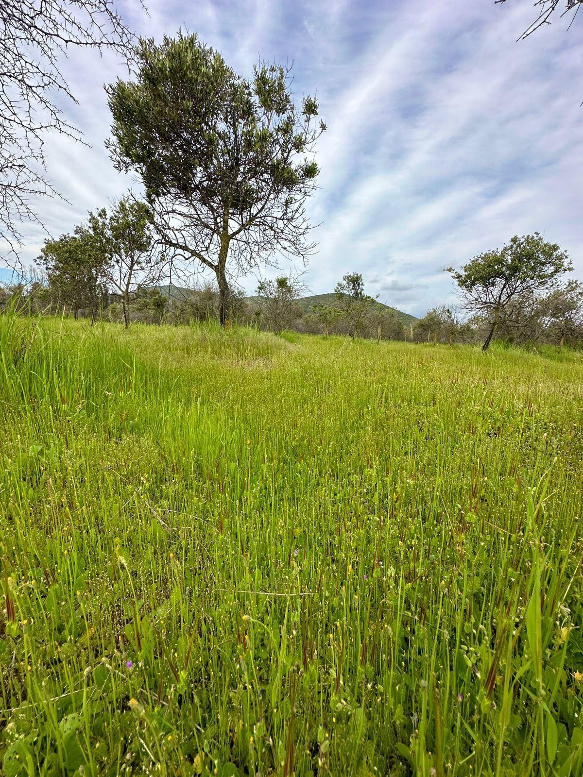 Venta Parcela Marchigüe - O'Higgins