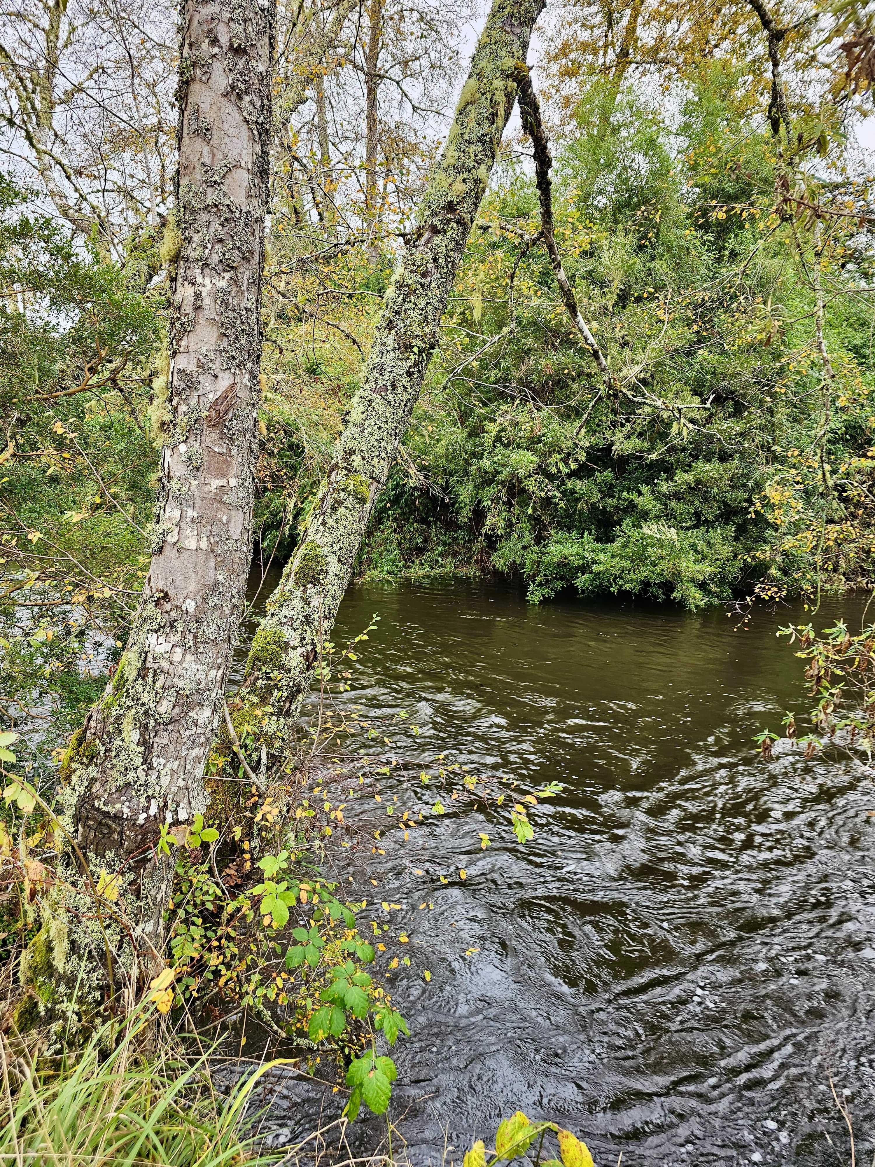 Venta Parcela Frutillar - Los Lagos