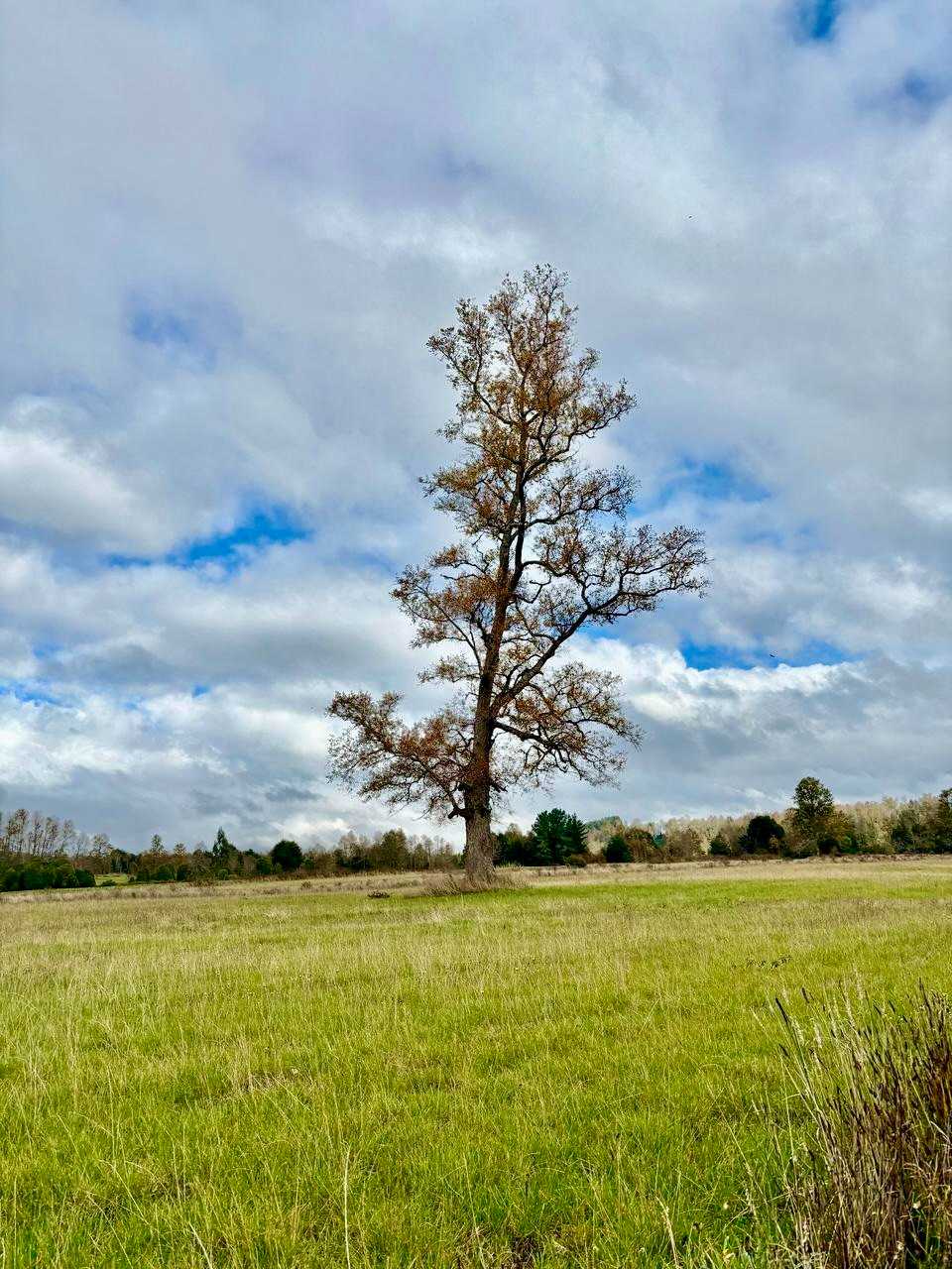 Venta Parcela Los Muermos - Los Lagos