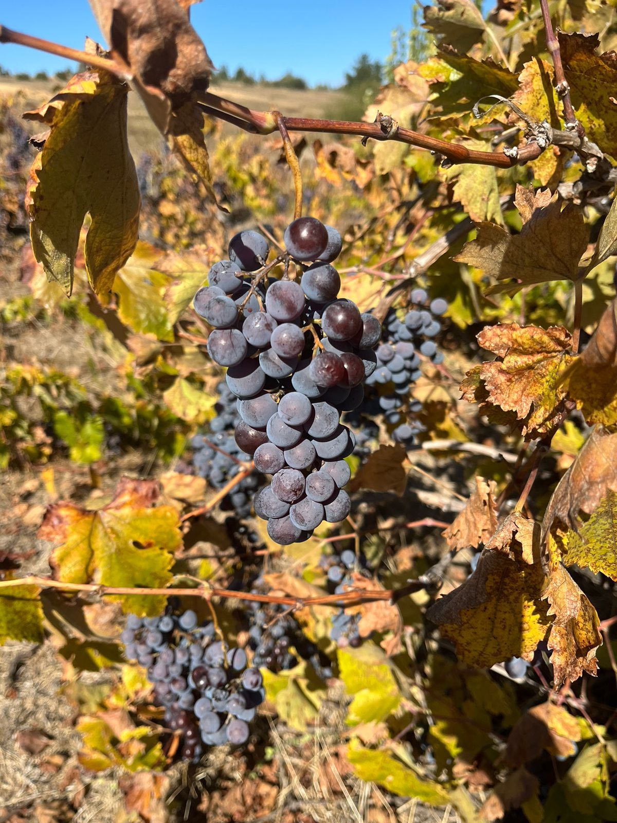 Venta Parcela Cauquenes - Maule