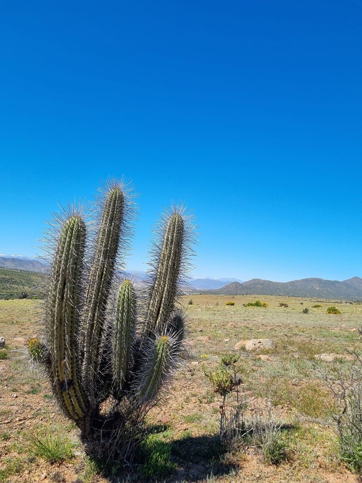 Venta Terreno Ovalle - Coquimbo